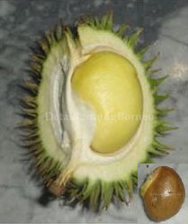 durian33