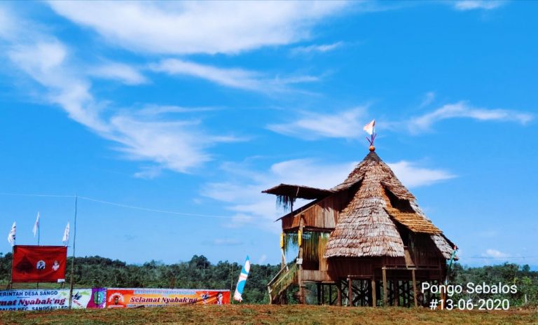Bangun Dari Tidur Lama 48 Tahun, Kini Masyarakat Bakati Desa Sango Adakan Ritual Nyabak'ng Rumah Pongo’ Baru.