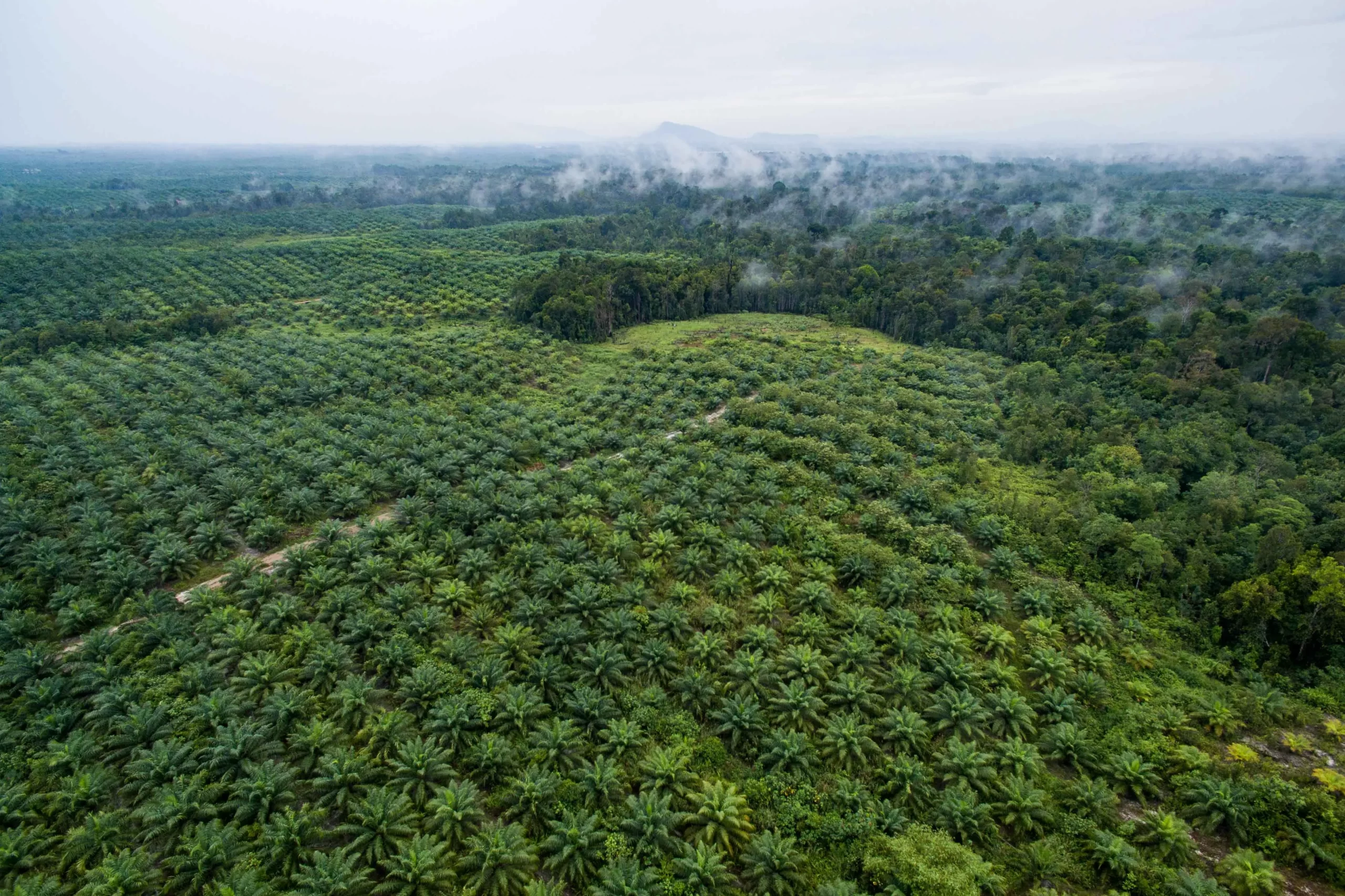 Diketahui pada tahun 2022 Provinsi Kalimantan Barat saja mampu menghasilkan sawit sebanyak 5.633.448 ton. Produksi kelapa sawit di Kalimantan Barat tersebut dihasilkan dari lahan seluas 2.012.453 hektar.