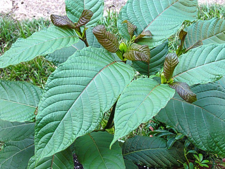 Budidaya Kratom Mendunia dan Menjanjikan Petani Secara Ekonomi