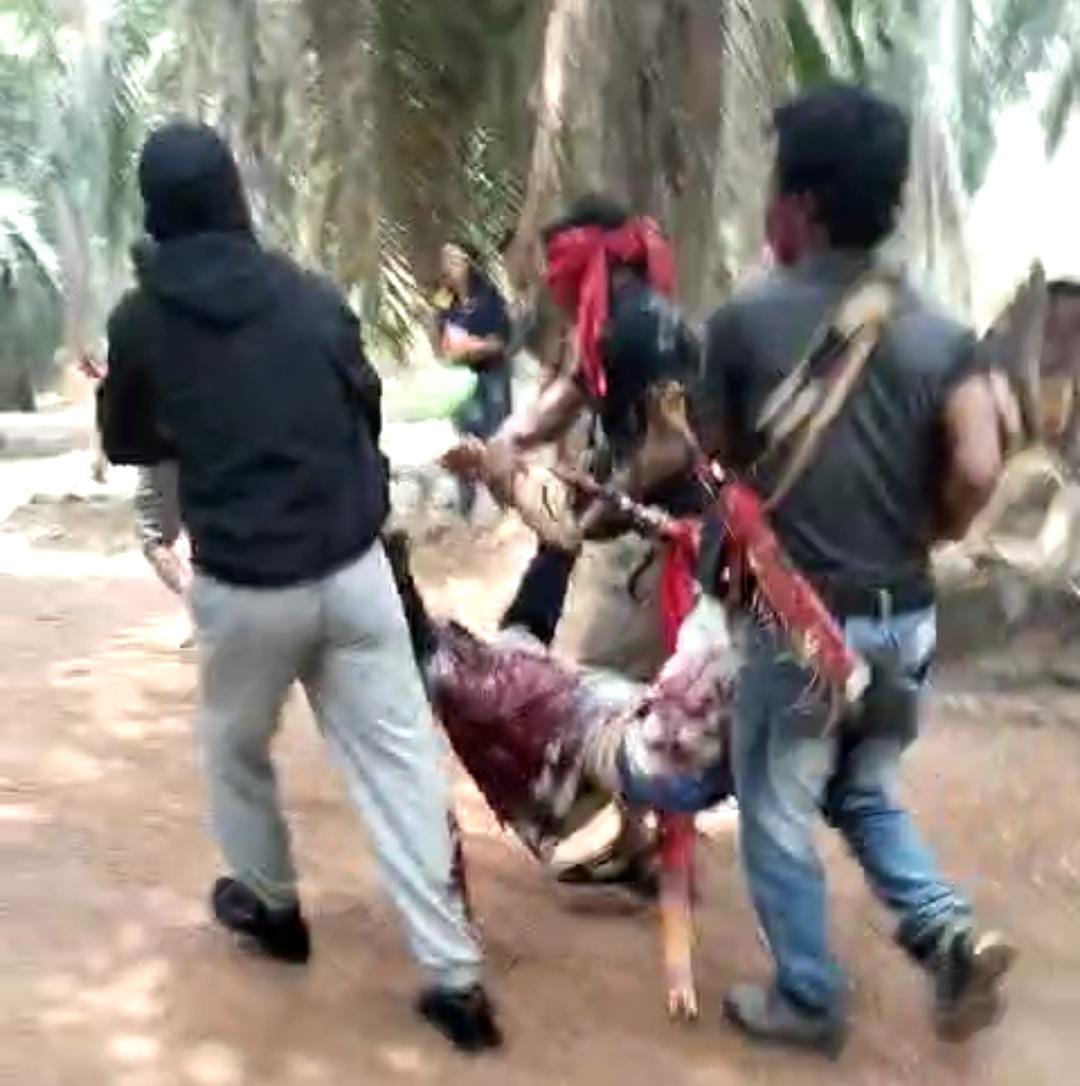 Seruyan, detikborneo.com – Beredar viral sebuah video dan gambar korban tertembak peluru di konflik antara warga Seruyan dan Perusahaan Sawit Grup Best Argo, Kabupaten Seruyan, Provinsi Kalimantan Tengah (Kalteng), Sabtu (7/10/2023). Terlihat dalam video seorang pria terluka berlumuran darah dibopong beberapa orang, disebutkan salah satu korban meninggal dunia. Momen tiga warga Seruyan ditembak tersebut diketahui saat melakukan aksi demo tentang penuntutan plasma dan kawasan hutan di luar Hak Guna Usaha (HGU) ke perusahaan sawit.