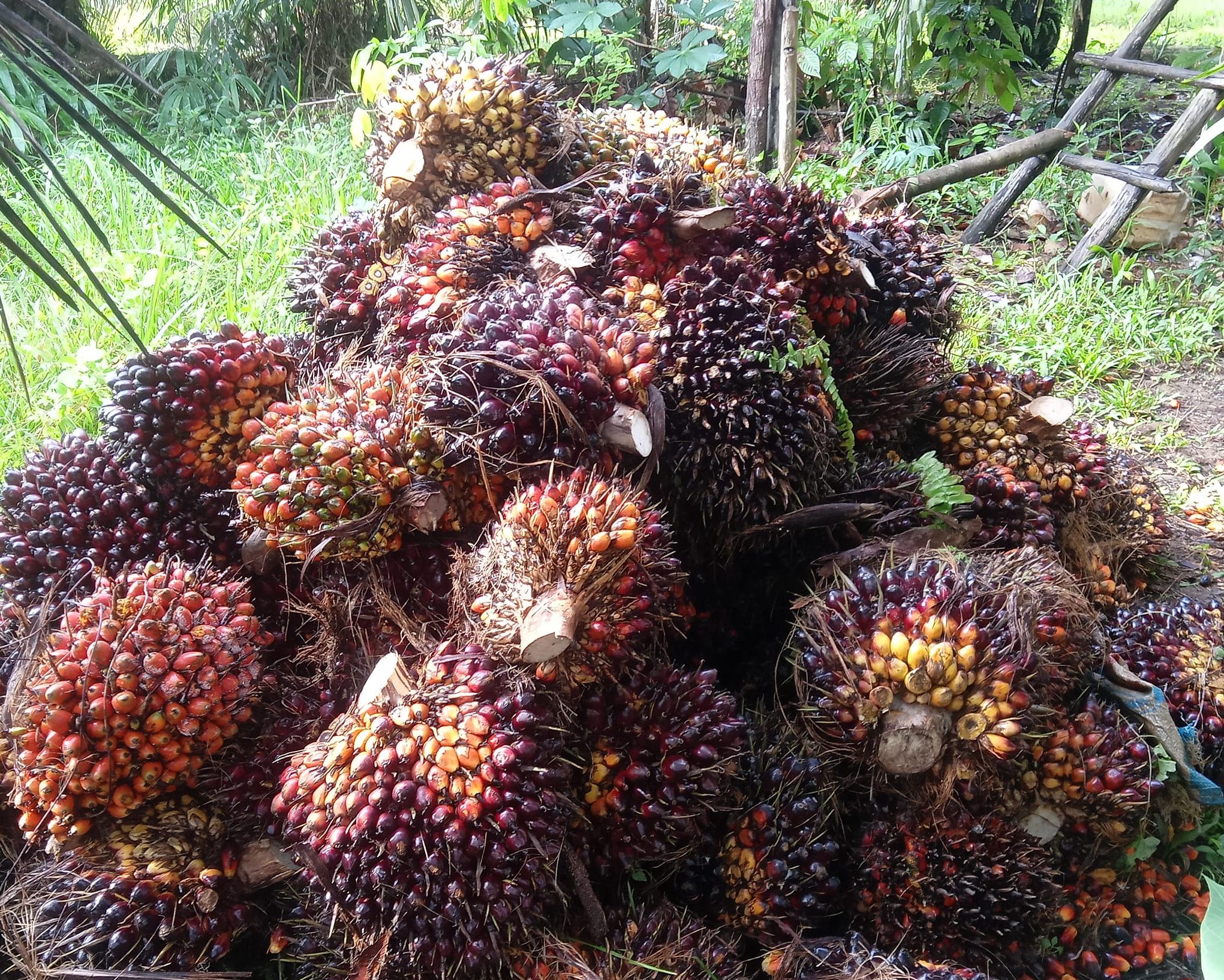 FOTO BUAH SAWIT KUSYANTO MINSO 416216719_1132497764791317_6737221673320734867_n (1)