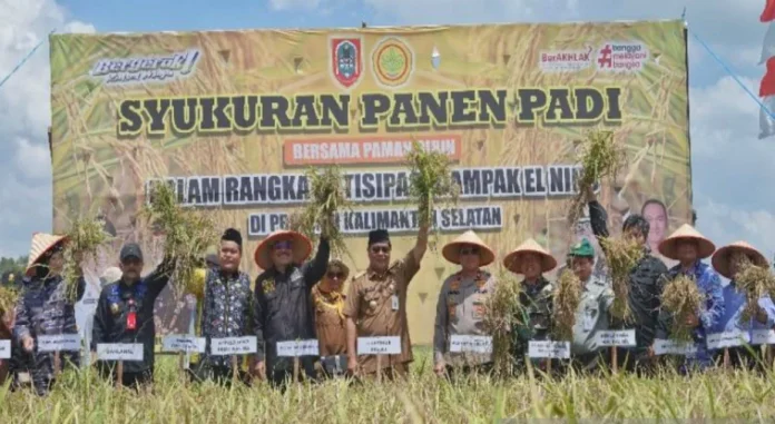 Gubernur Kalsel Panen Raya Padi Seluas 300 Hektare di Desa Panggalaman